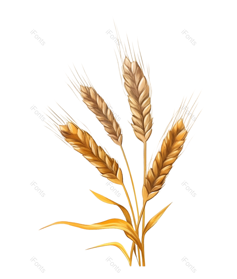 芒种图片,麦子元素,插画PNG,麦穗免抠素材